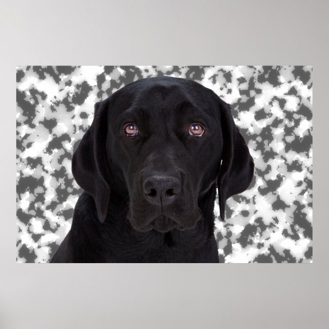 Black Labrador Retriever Poster (Framsidan)