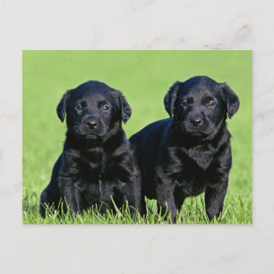 Black Labrador Retriever Puppy Hund Postcard Vykort