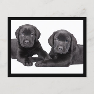 Black Labrador Retriever Puppy Hund Postcard Vykort