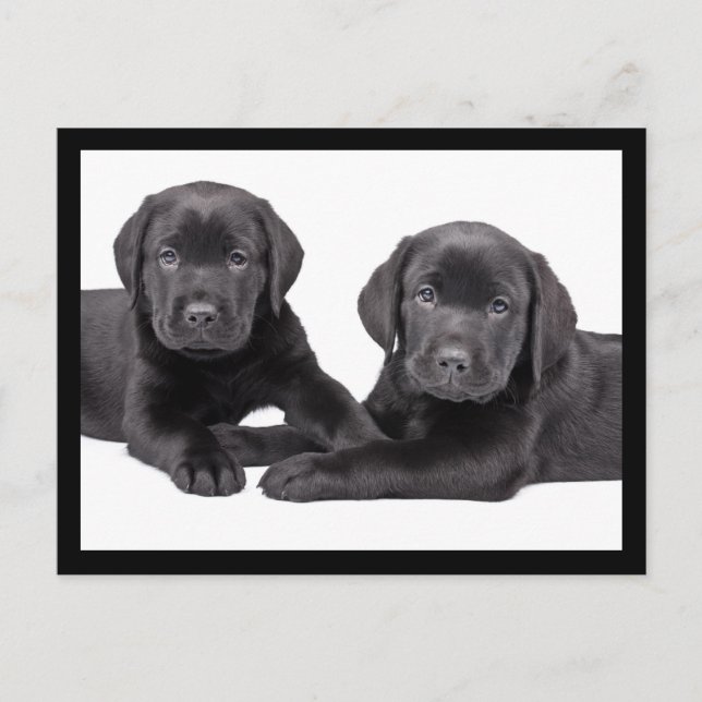 Black Labrador Retriever Puppy Hund Postcard Vykort (Framsida)