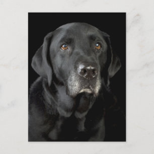 Black Labrador Retriever Puppy Hund Postcard Vykort