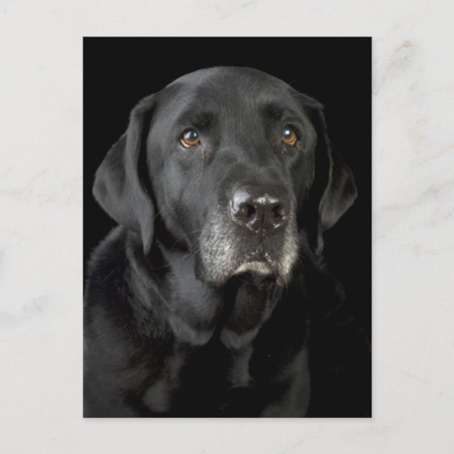 Black Labrador Retriever Puppy Hund Postcard Vykort (Framsida)