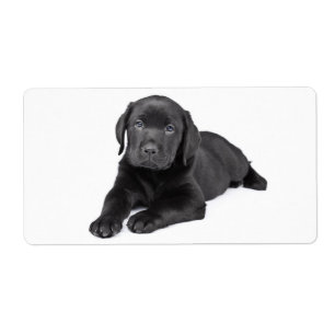 Black Labrador Retriever Puppy Hund Sticker Fraktsedel