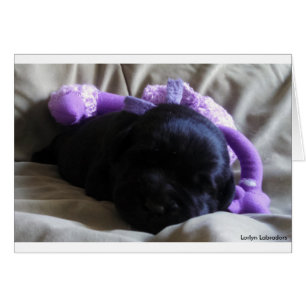Black Labrador Retriever Puppy på ett tomt kort