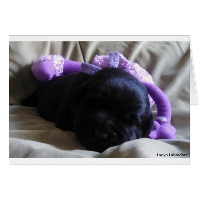 Black Labrador Retriever Puppy på ett tomt kort (Framsidan Horizontal)