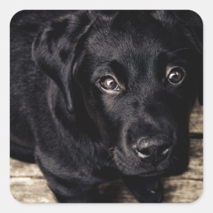 Black Labrador Retriever Puppy på Wood Fyrkantigt Klistermärke