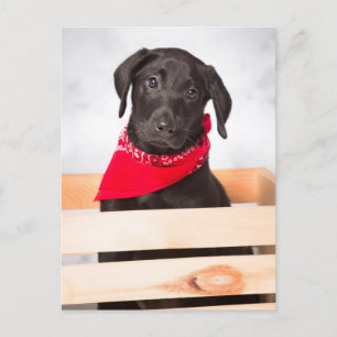 Black Labrador Retriever Puppy Vykort