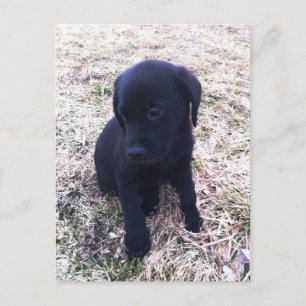 Black Labrador Retriever Puppy Vykort