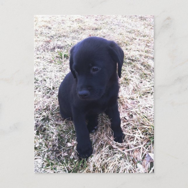 Black Labrador Retriever Puppy Vykort (Framsida)