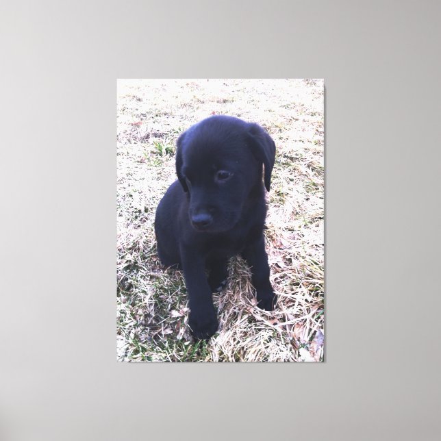 Black Labrador Retriever Puppy Wrapped Canvas (Framsida)