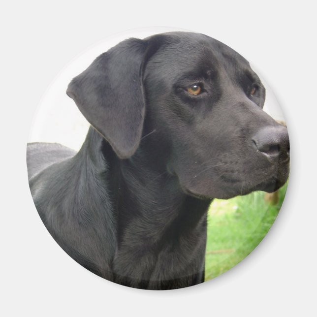 Black Labrador Retriever Round Magnet (Framsidan)