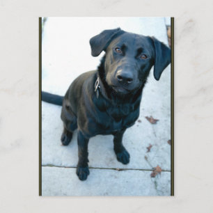 Black Labrador Retriever Vykort