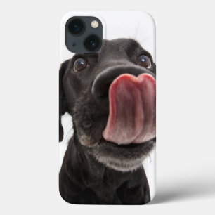 Black Labrador Slickar sin näsa