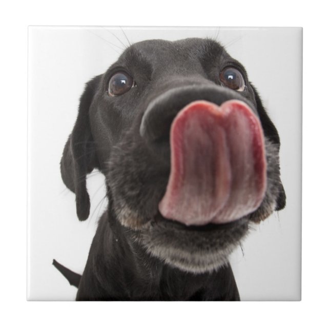 Black Labrador Slickar sin näsa Kakelplatta (Framsidan)
