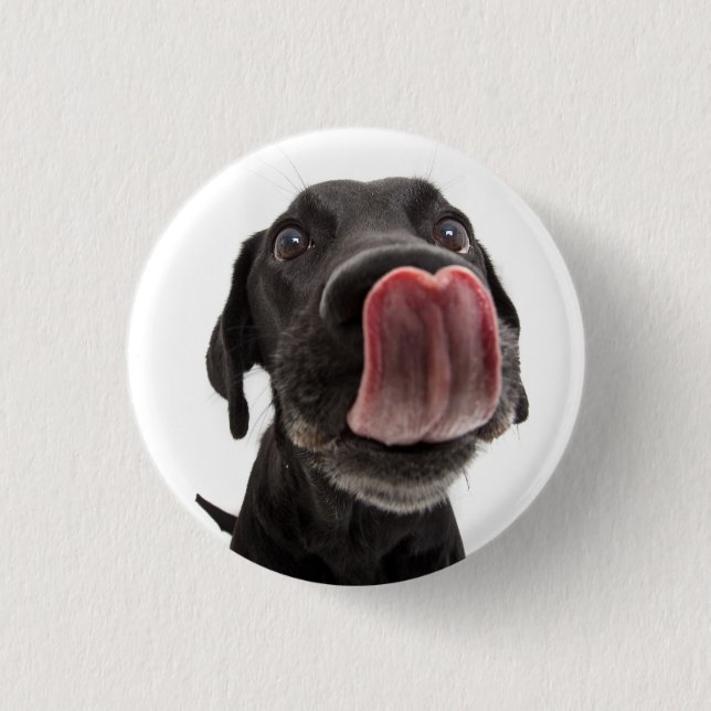Black Labrador Slickar sin näsa Knapp (Framsida)