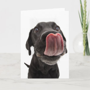 Black Labrador Slickar sin näsa Kort