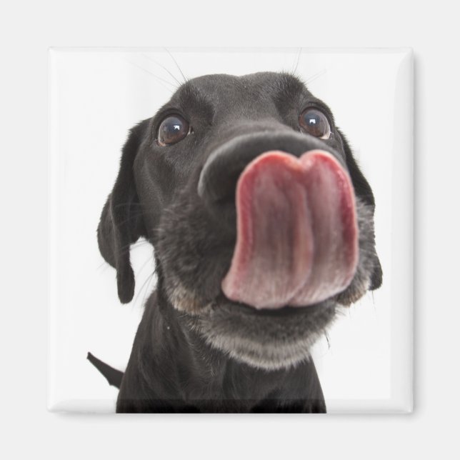 Black Labrador Slickar sin näsa Magnet (Framsidan)