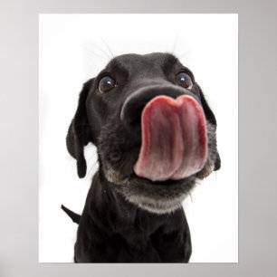 Black Labrador Slickar sin näsa Poster