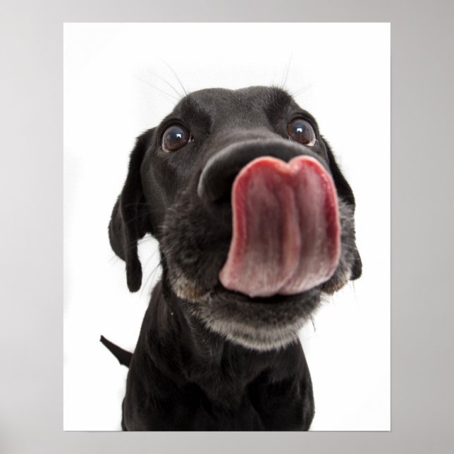 Black Labrador Slickar sin näsa Poster (Framsidan)
