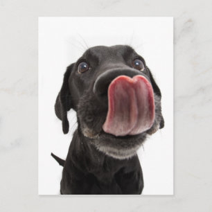 Black Labrador Slickar sin näsa Vykort