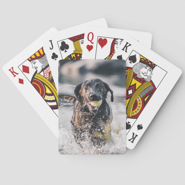 Black Labrador spelar in i Vatten Casinokort (Baksidan)