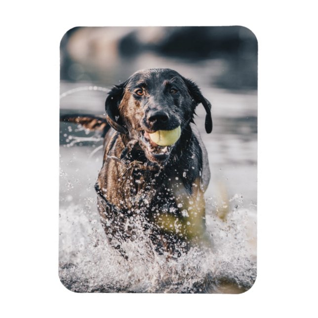 Black Labrador spelar in i Vatten Magnet (Vertikal)