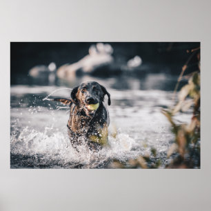Black Labrador spelar in i Vatten Poster