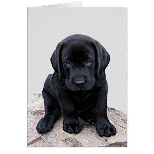 Black Labrador Valp Hälsningskort