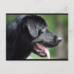 Black Labrador Vykort