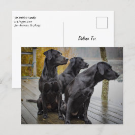 Black Labs på en dockningsstation Vykort