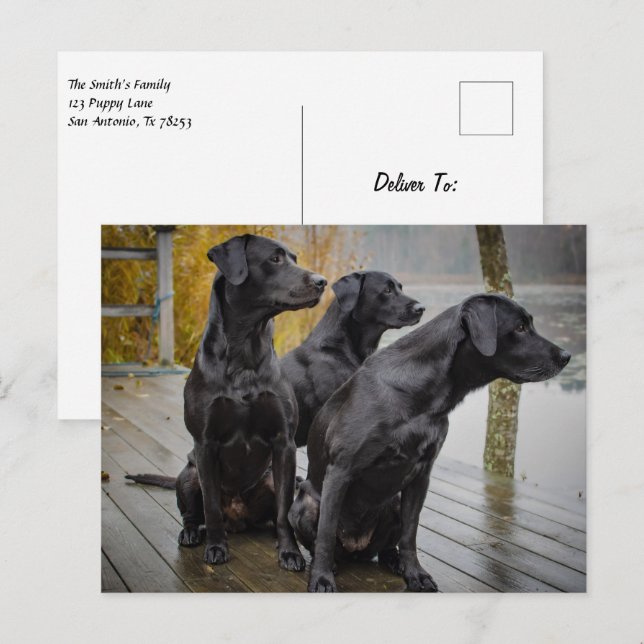 Black Labs på en dockningsstation Vykort (Fram/baksida)