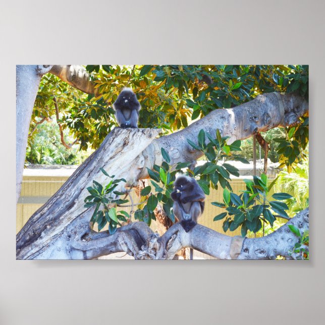 Black Langur Monkey Eating, Poster (Framsidan)