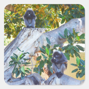 Black Langur Monkey Eating, Sticker Fyrkantigt Klistermärke