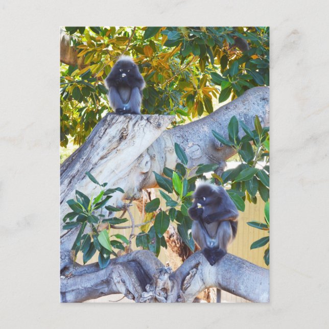 Black Langur Monkey Eating, vykort (Framsida)