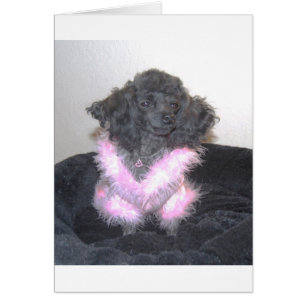 Black Leksak Pudel i Rosa Sweater oh la la Hälsningskort