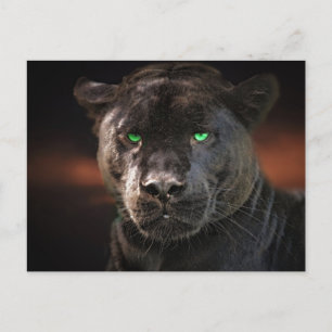 Black Leopard Big Cat Vykort