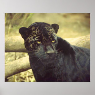 Black Leopard i Vilden Poster