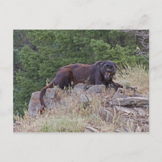 Black Leopard-vykort Vykort