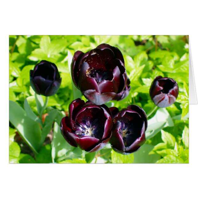 Black Lila Tulips from Holland Photo Hälsningskort (Framsidan Horizontal)
