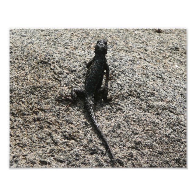 Black Lizard Fototryck (Framsidan)