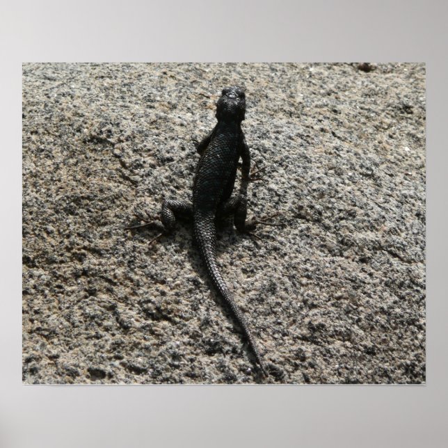 Black Lizard Poster (Framsidan)