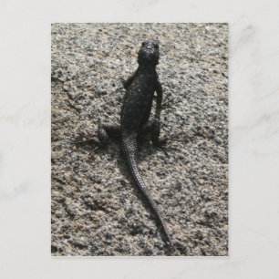 Black Lizard Vykort