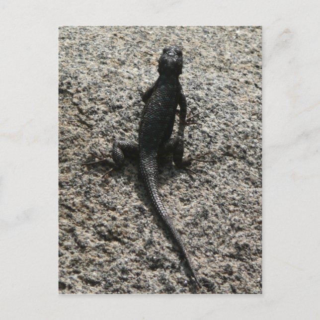 Black Lizard Vykort (Framsida)