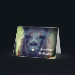 Black Llama Animal Funny Birthday  Kort<br><div class="desc">Cute Black Lama ansikte närmar sig.  Fotografi av husdjur av Susan.  Klicka på Anpassa om du vill lägga till text och ändra teckensnitt storlekt,  stil och färg.</div>