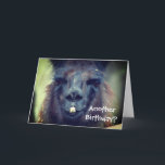 Black Llama Animal Funny Birthday  Kort<br><div class="desc">Cute Black Lama ansikte närmar sig.  Fotografi av husdjur av Susan.  Klicka på Anpassa om du vill lägga till text och ändra teckensnitt storlekt,  stil och färg.</div>