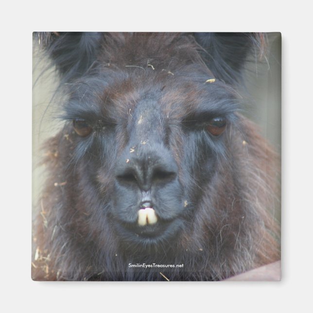 Black Llama Animal Nature Photo Magnet (Framsidan)