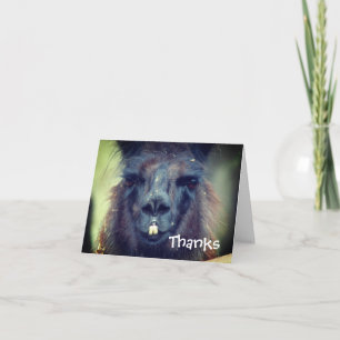 Black Llama Animal Tack-kort Tack Kort