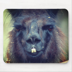 Black Llama Ansikte Animal Musmatta