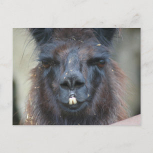 Black Llama Farm Animal Nature Fotovykort Vykort
