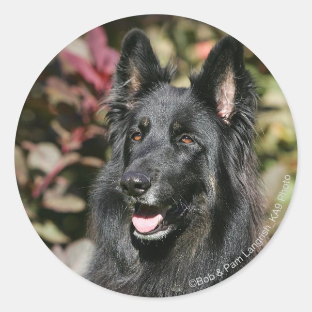 Black Long-partysk Shepherd Runt Klistermärke (Framsida)